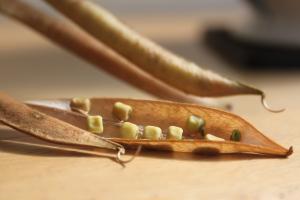 'White Pearl' Seed Pods