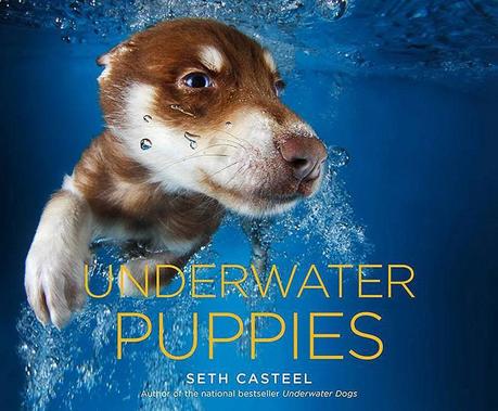 Underwater Puppies Cover