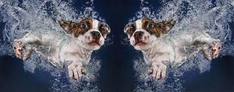 Puggle Mix puppy underwater