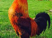 Lesson 1114 Response Proposed Rooster Ordinance Town