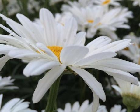 Oh Man, Oh Man, This Menopause! Daisies © lynette sheppard
