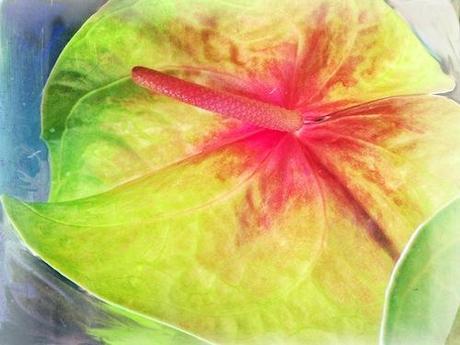 Anthurium © lynette sheppard
