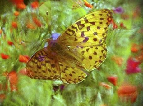 Butterfly Dream © lynette sheppard