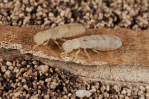 Drywood termite - Photo by PPMA