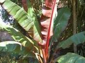 Ensete Ventricosum ‘Maurelii’