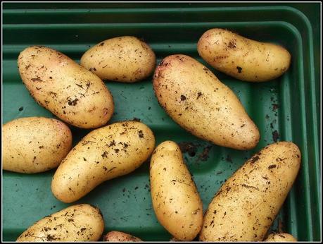 Potatoes: an end-of-season review