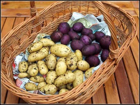 Potatoes: an end-of-season review