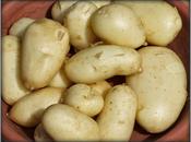 Potatoes: End-of-season Review