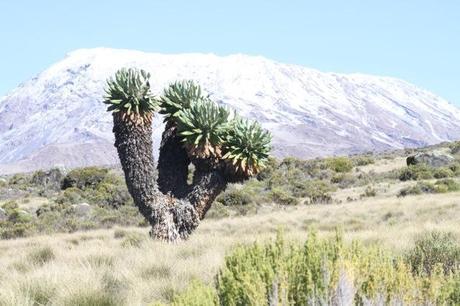 How to climb Mount Kilimanjaro