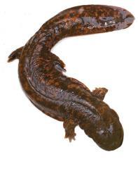 hellbender-salamander