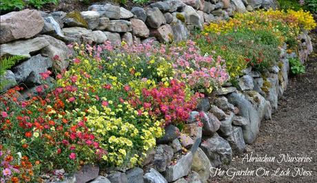 Abriachan Nurseries Helianthemums - Rock Roses