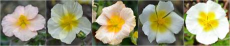 Abriachan Nurseries Helianthemums - Rock Roses