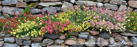 Abriachan Nurseries Helianthemums - Rock Roses