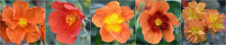 Abriachan Nurseries Helianthemums - Rock Roses