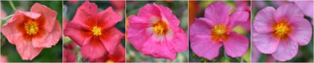 Abriachan Nurseries Helianthemums - Rock Roses