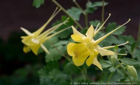 Yellow Columbine - aquilegia hinkleyana