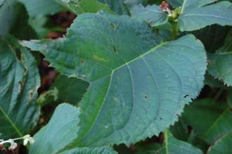 Deinanthe bifida Leaf (17/08/2014, Kew Gardens, London)