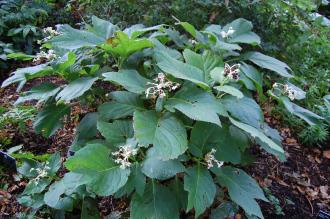 Deinanthe bifida (17/08/2014, Kew Gardens, London)