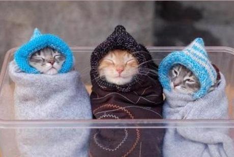 Top 10 Images of Three Cats Together