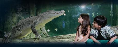 Face to face with the king croc