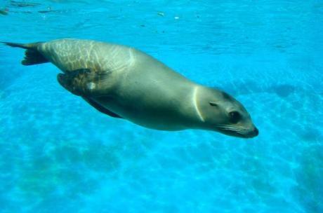 Save Marine Wildlife from Deadly Nitrogen Runoff