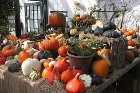 Pumpkins, squash and gourds, in the John   Greenhouse