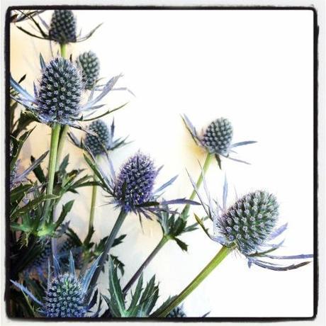 Sunday Bouquet: Thistle Thistle From Wildflowers Florist In Provincetown Cape Cod