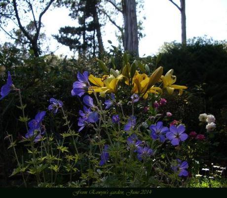 blue geranium & yellow lilies