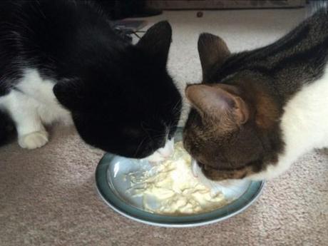 cats eating cream chilli and pepper gbbo baking leftovers uses