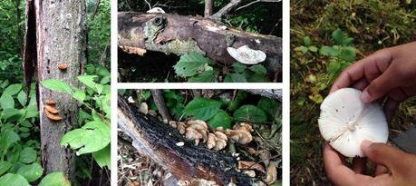 Wirth2014-mushrooms