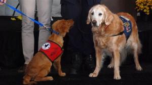 Bretagne got to meet her namesake, Bretagne 2, at the Penn Vet Working Dog Center on Sept. 11, 2012.