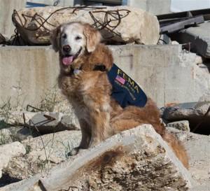 Bretagne still loves solving search problems at a disaster training site for dogs in Texas. This photo was taken in July 2014.