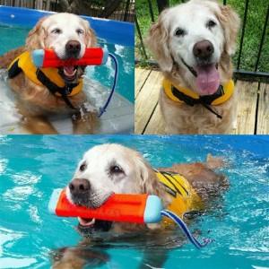 Denise Corliss installed a pool in her backyard to help her aging dog Bretagne maintain mobility by swimming daily.