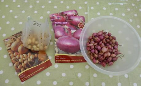 Planting Onions and Tidying in the Woodland