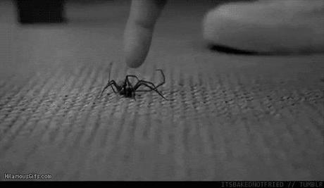 spider-gif-deleted-1014294