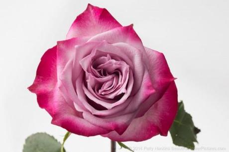 Bicolor Rose photographed under studio lights