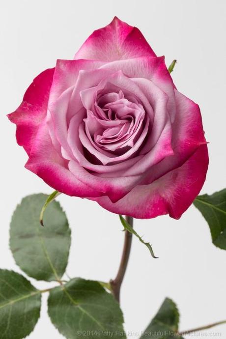 Bicolor Rose photographed under studio lights