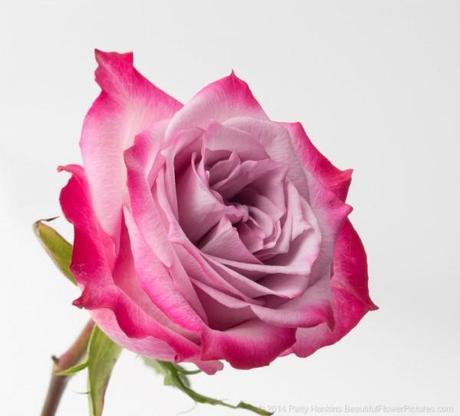 Bicolor Rose photographed under studio lights