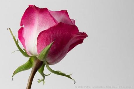 Bicolor Rose photographed under studio lights