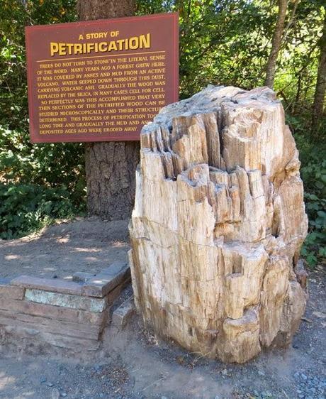 PETRIFIED FOREST: Three Million Year Old Redwoods Turned to Stone, Calistoga, California