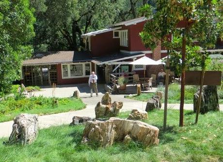 PETRIFIED FOREST: Three Million Year Old Redwoods Turned to Stone, Calistoga, California