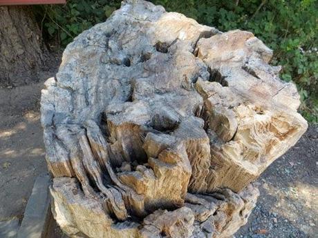 PETRIFIED FOREST: Three Million Year Old Redwoods Turned to Stone, Calistoga, California