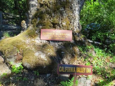 PETRIFIED FOREST: Three Million Year Old Redwoods Turned to Stone, Calistoga, California