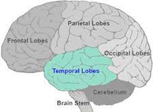 Temporal Lobe