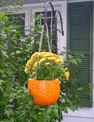 Hanging Plants in Pumpkin