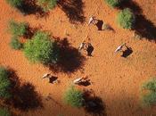 Help Save Namibia’s Endangered Rhinos Becoming Digital Ranger