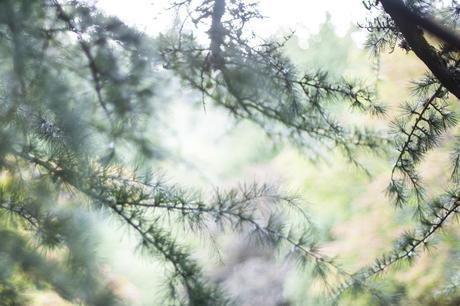 Silhouette IMG_0478 2