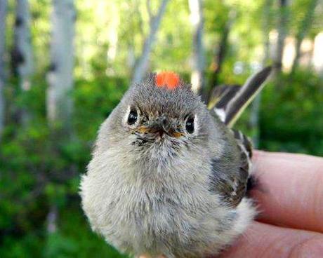 Teton Science School bird banding Jackson Wyoming