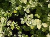 Helichrysum Petiolare ‘Limelight’