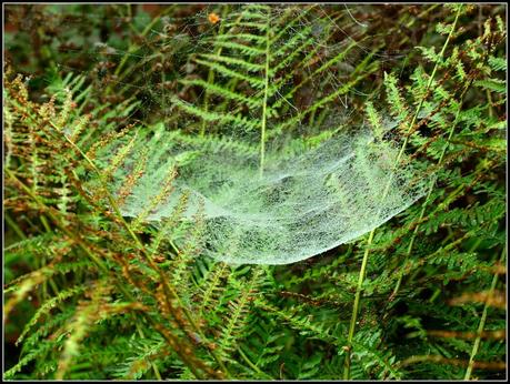Cobweb season
